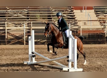 Lusitano, Mare, 16 years, 14,2 hh, Bay