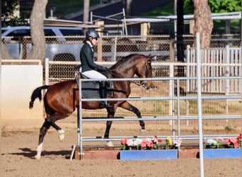 Lusitano, Mare, 16 years, 14,2 hh, Bay