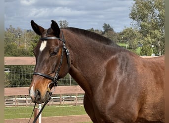Lusitano, Mare, 16 years, 14,2 hh, Bay