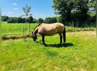 Lusitano, Mare, 16 years, 15 hh, Dun