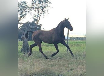 Lusitano, Mare, 16 years, 15,2 hh, Black