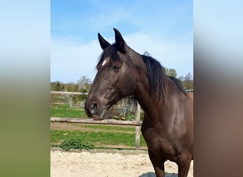 Lusitano, Mare, 17 years, 15.2 hh, Black