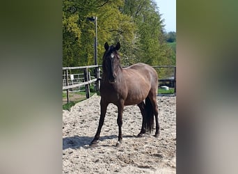 Lusitano, Mare, 17 years, 15.2 hh, Black