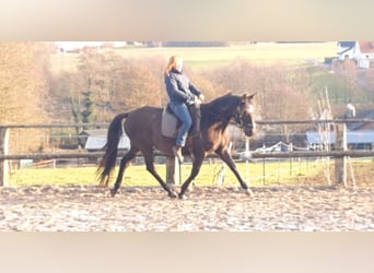 Lusitano, Mare, 17 years, 15.2 hh, Black
