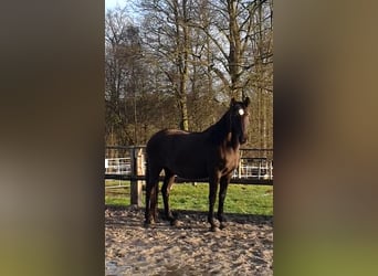 Lusitano, Mare, 17 years, 15.2 hh, Black