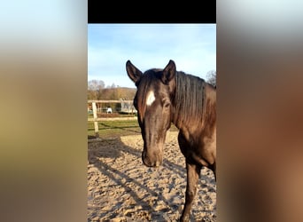 Lusitano, Mare, 17 years, 15.2 hh, Black
