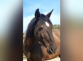 Lusitano, Mare, 17 years, 15.2 hh, Black