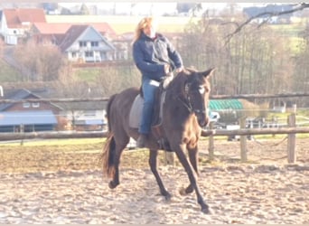 Lusitano, Mare, 17 years, 15.2 hh, Black