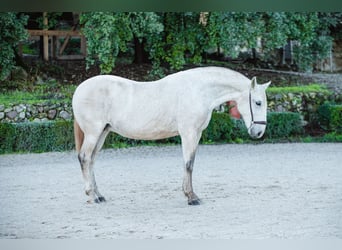 Lusitano, Mare, 17 years, Grey
