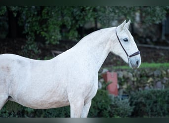 Lusitano, Mare, 17 years, Grey
