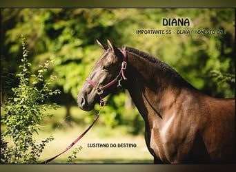 Lusitano, Mare, 18 years, 15 hh, Black