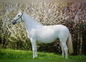 Lusitano, Mare, 18 years, 15,2 hh, Grey
