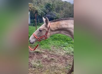 Lusitano, Mare, 1 year, 13.1 hh, Pearl