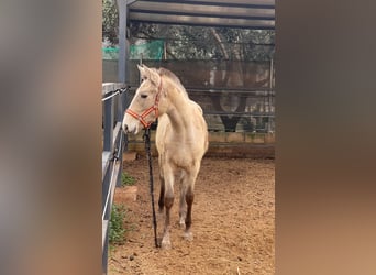 Lusitano, Mare, 1 year, 13.1 hh, Pearl