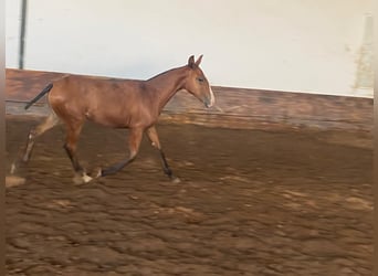 Lusitano, Mare, 1 year, 13,2 hh, Brown