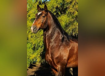 Lusitano, Mare, 1 year, 13,2 hh, Brown