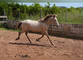 Lusitano Mix, Mare, 1 year, 13.2 hh, Pearl