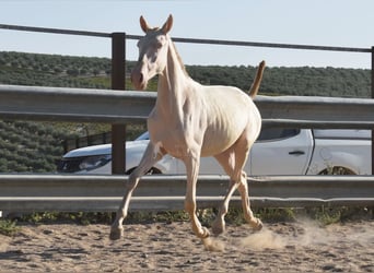 Lusitano, Mare, 1 year, 13 hh, Cremello