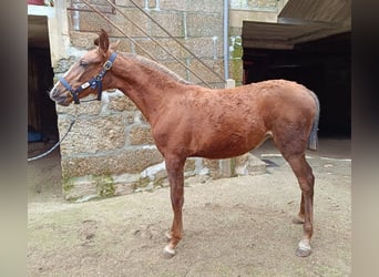 Lusitano Mix, Mare, 1 year, 14.1 hh, Chestnut-Red