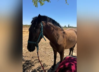 Lusitano Mix, Mare, 1 year, 14,1 hh, Bay-Dark