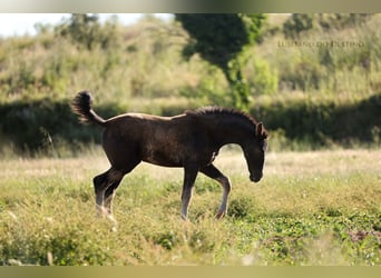 Lusitano Mix, Mare, 1 year, 15.2 hh, Black