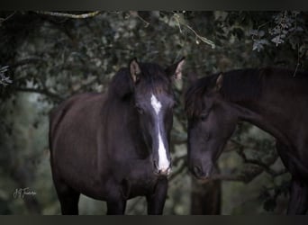 Lusitano, Mare, 1 year, 15,2 hh, Black