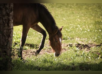 Lusitano, Mare, 1 year, 15,2 hh, Brown