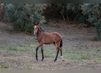 Lusitano, Mare, 1 year, 15,2 hh, Brown