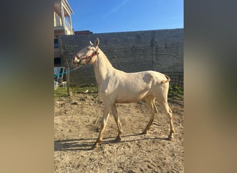 Lusitano, Mare, 1 year, 15,2 hh, Dun