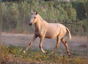 Lusitano, Mare, 1 year, 15.2 hh, Palomino