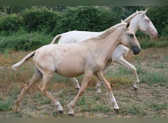 Lusitano, Mare, 1 year, 15.2 hh, Palomino