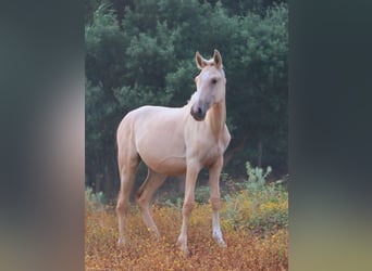 Lusitano, Mare, 1 year, 15.2 hh, Palomino
