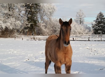 Lusitano, Mare, 1 year, 15,3 hh, Dun