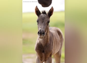 Lusitano Mix, Mare, 1 year, 15,2 hh, Black