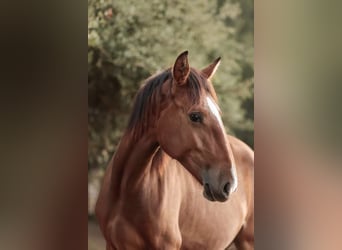 Lusitano, Mare, 1 year, 15,2 hh, Brown