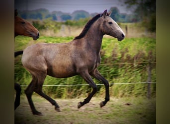Lusitano, Mare, 1 year, 15,2 hh, Grey