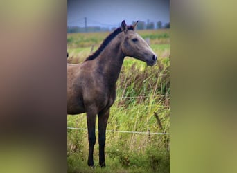 Lusitano, Mare, 1 year, 15,2 hh, Grey