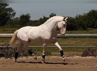 Lusitano, Mare, 1 year, 15,2 hh, Grey