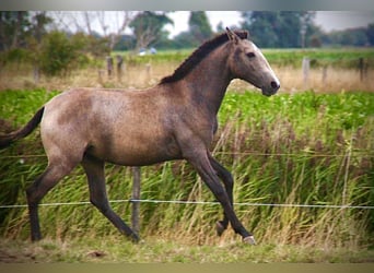 Lusitano, Mare, 1 year, 15,2 hh, Grey