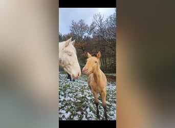 Lusitano Mix, Mare, 1 year, 15,3 hh, Pearl