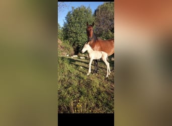 Lusitano Mix, Mare, 1 year, 15,3 hh, Pearl
