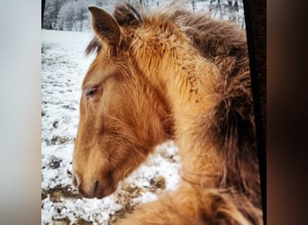 Lusitano Mix, Mare, 1 year, 15,3 hh, Pearl