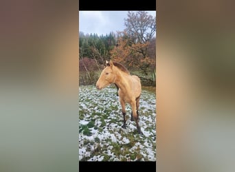 Lusitano Mix, Mare, 1 year, 15,3 hh, Pearl