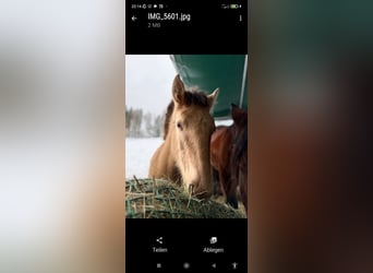 Lusitano Mix, Mare, 1 year, 15,3 hh, Pearl