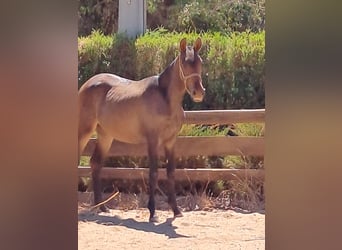 Lusitano, Mare, 1 year, 16 hh, Chestnut