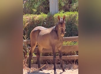 Lusitano, Mare, 1 year, 16 hh, Chestnut