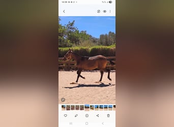 Lusitano, Mare, 1 year, 16 hh, Chestnut