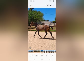 Lusitano, Mare, 1 year, 16 hh, Chestnut