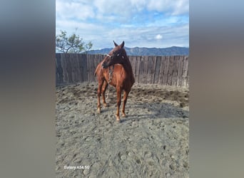 Lusitano Mix, Mare, 1 year, 16 hh, Chestnut