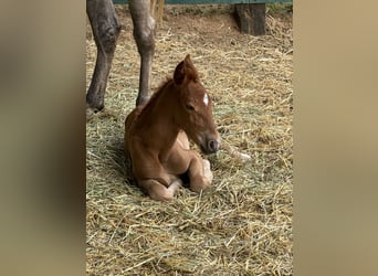 Lusitano Mix, Mare, 1 year, 16 hh, Chestnut